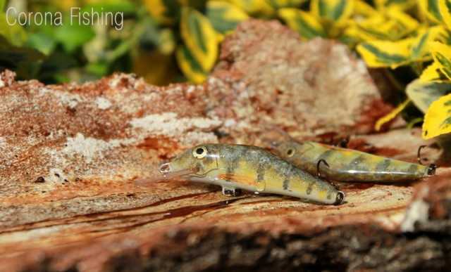 woblery bobrzański okoń